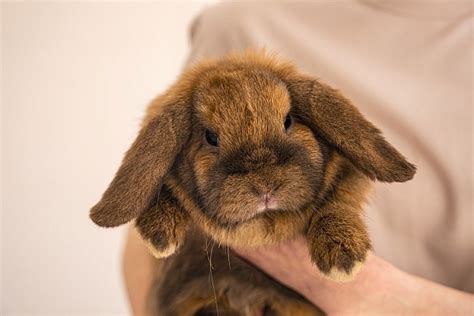 Králík skřípe zuby a špatně žere